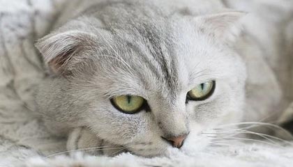 开云电竞入口-太阳翻盘雷霆，抢七大战中杜兰特三分雨不断，杜兰特晃倒对手中三分