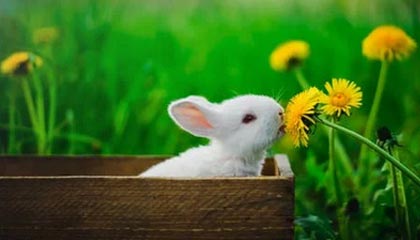 开云电竞入口-太阳翻盘雷霆，抢七大战中杜兰特三分雨不断，杜兰特晃倒对手中三分